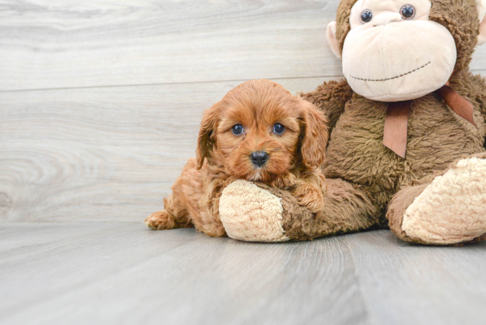 Cute Cavapoo Baby