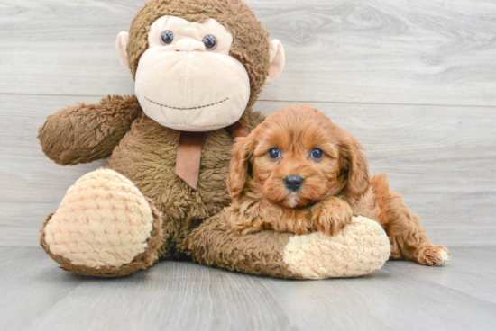 Hypoallergenic Cavoodle Poodle Mix Puppy