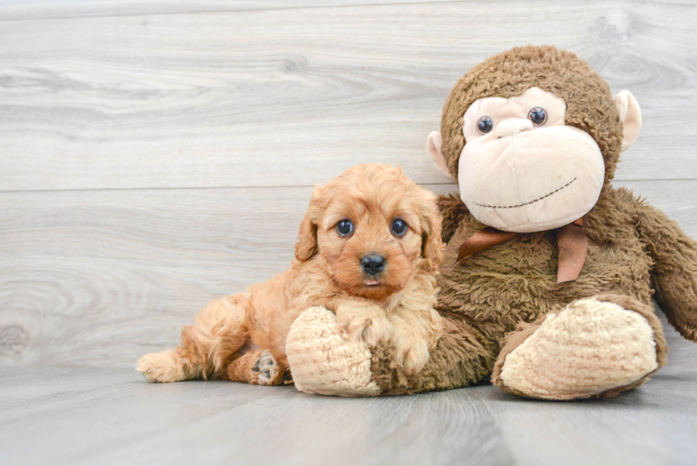 Little Cavoodle Poodle Mix Puppy