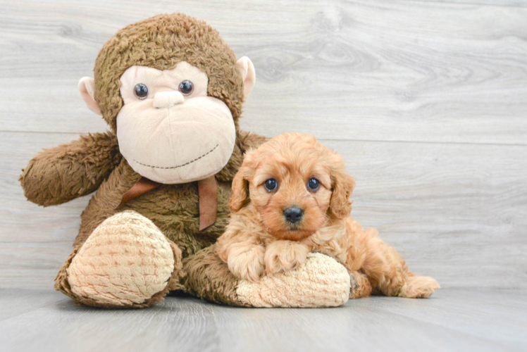 Energetic Cavoodle Poodle Mix Puppy