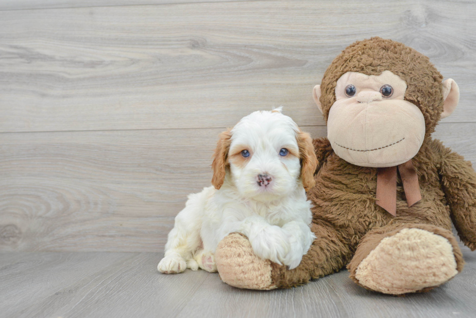 Funny Cavapoo Poodle Mix Pup