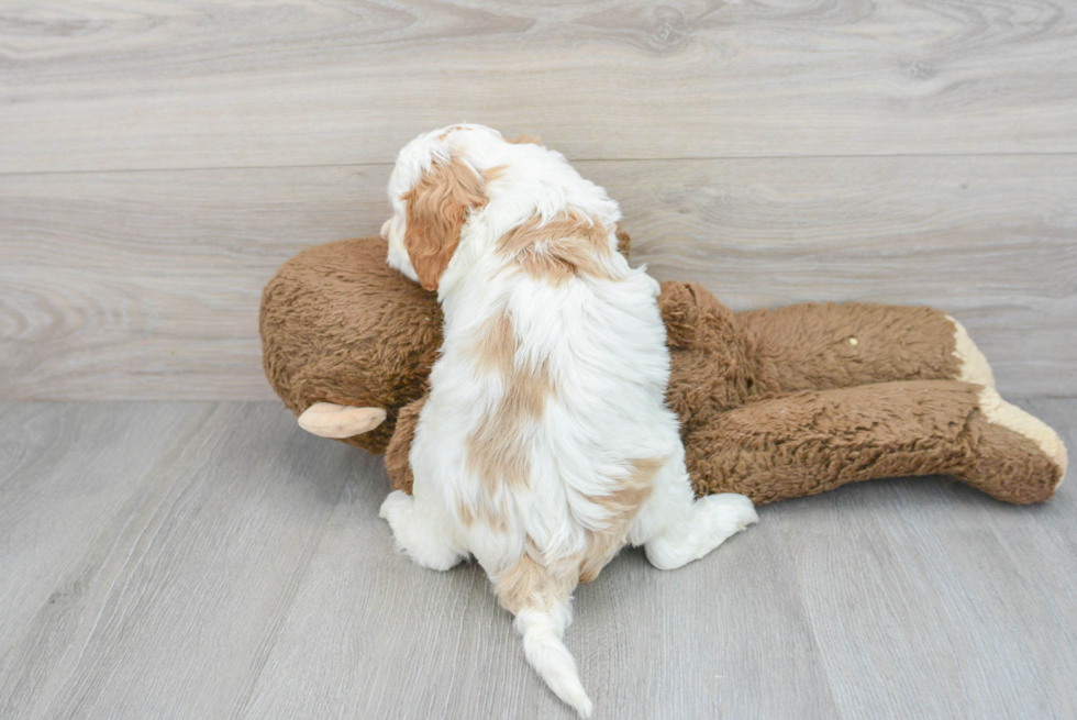 Sweet Cavapoo Baby