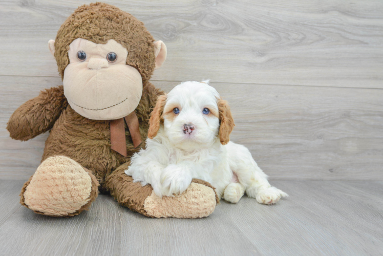 Hypoallergenic Cavoodle Poodle Mix Puppy