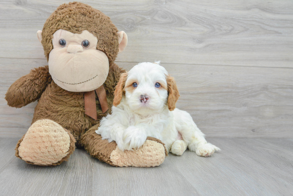 Hypoallergenic Cavoodle Poodle Mix Puppy