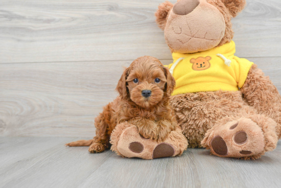 Petite Cavapoo Poodle Mix Pup