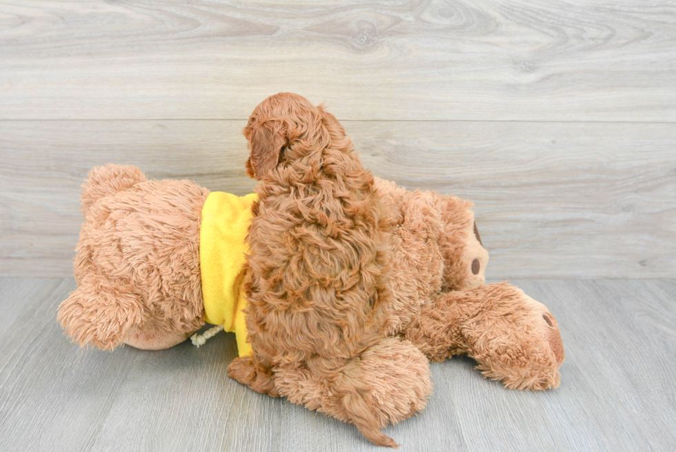 Petite Cavapoo Poodle Mix Pup