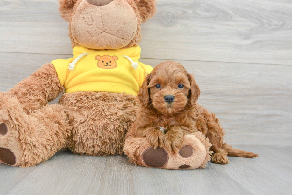 Small Cavapoo Baby