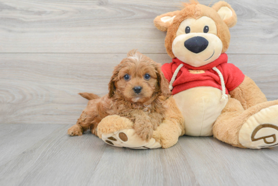 Cavapoo Puppy for Adoption