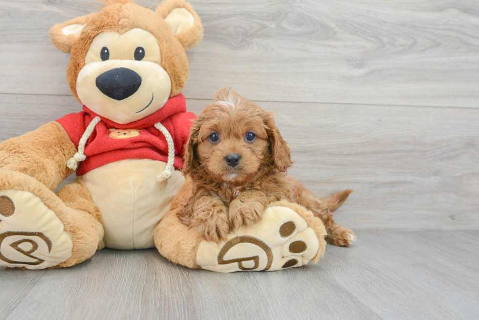 Playful Cavoodle Poodle Mix Puppy