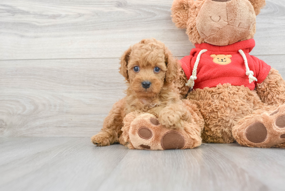 Petite Cavapoo Poodle Mix Pup