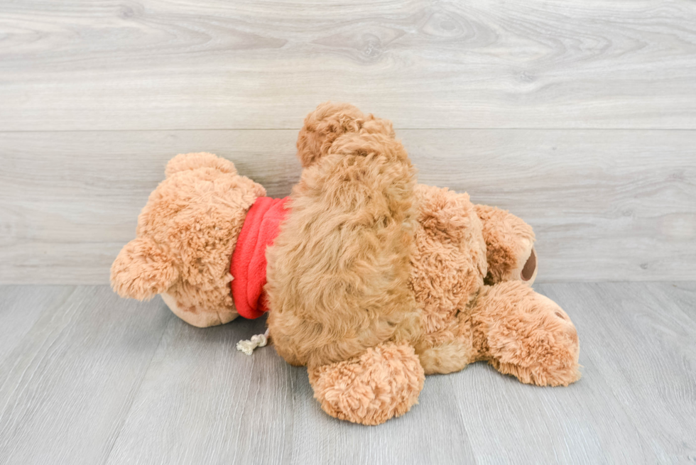 Playful Cavoodle Poodle Mix Puppy