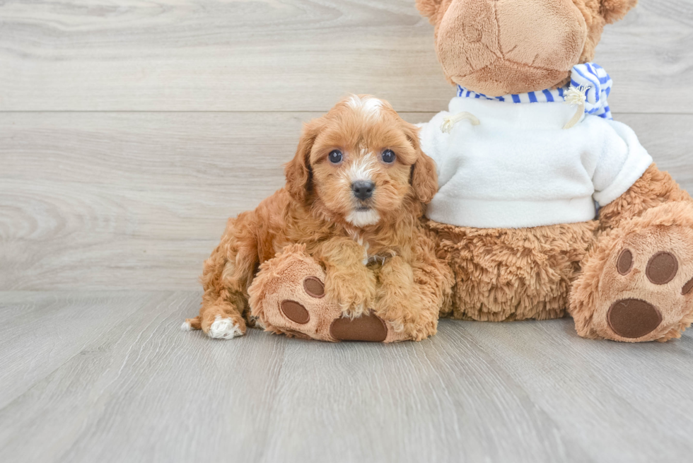 Cute Cavapoo Baby