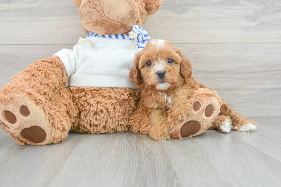 Smart Cavapoo Poodle Mix Pup