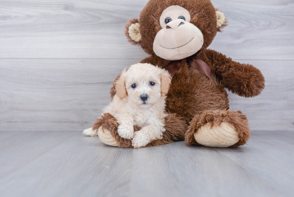 Best Cavapoo Baby