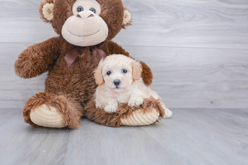 Cavapoo Pup Being Cute