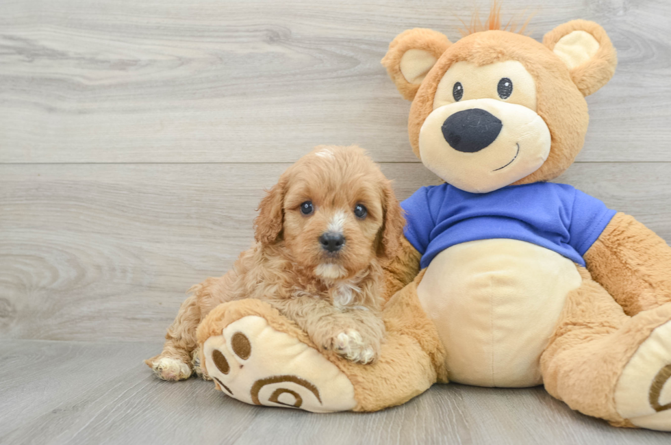 7 week old Cavapoo Puppy For Sale - Premier Pups