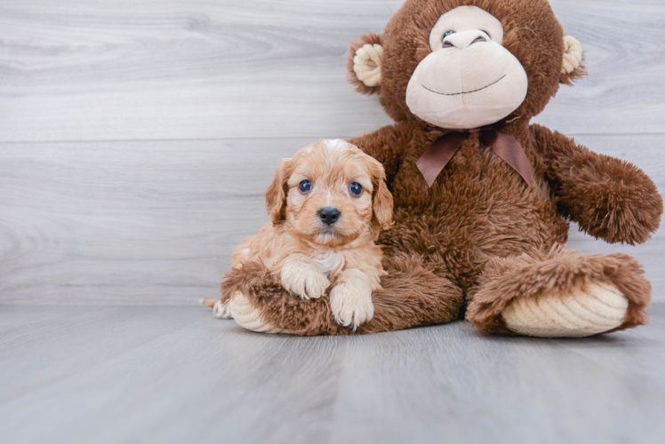 Best Cavapoo Baby