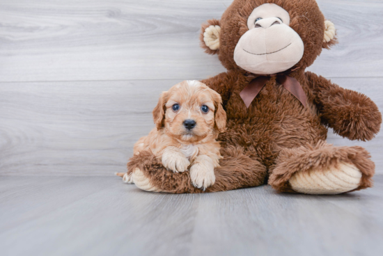 Best Cavapoo Baby