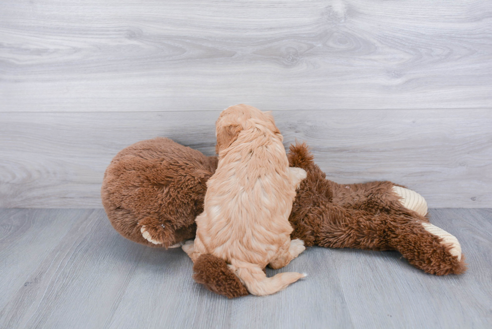 Cavapoo Pup Being Cute