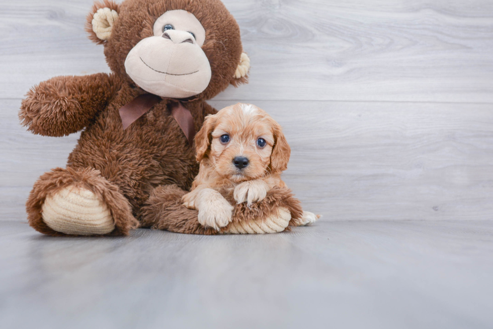 Cavapoo Puppy for Adoption