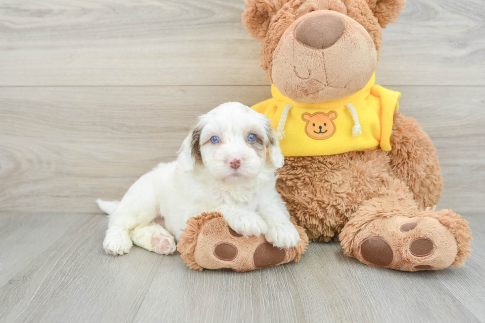 Small Cavapoo Baby