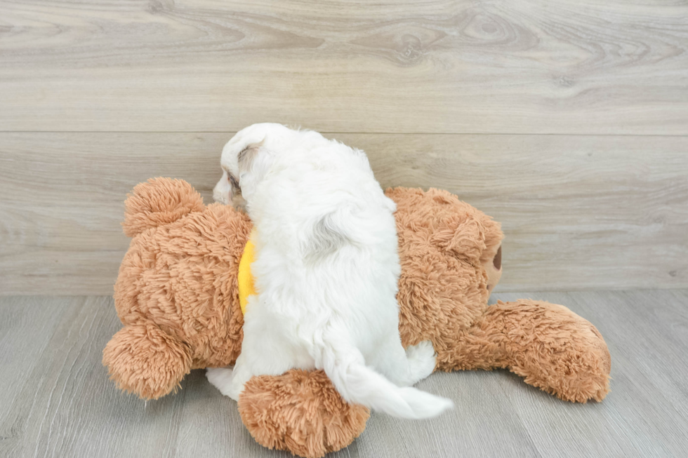 Cavapoo Pup Being Cute