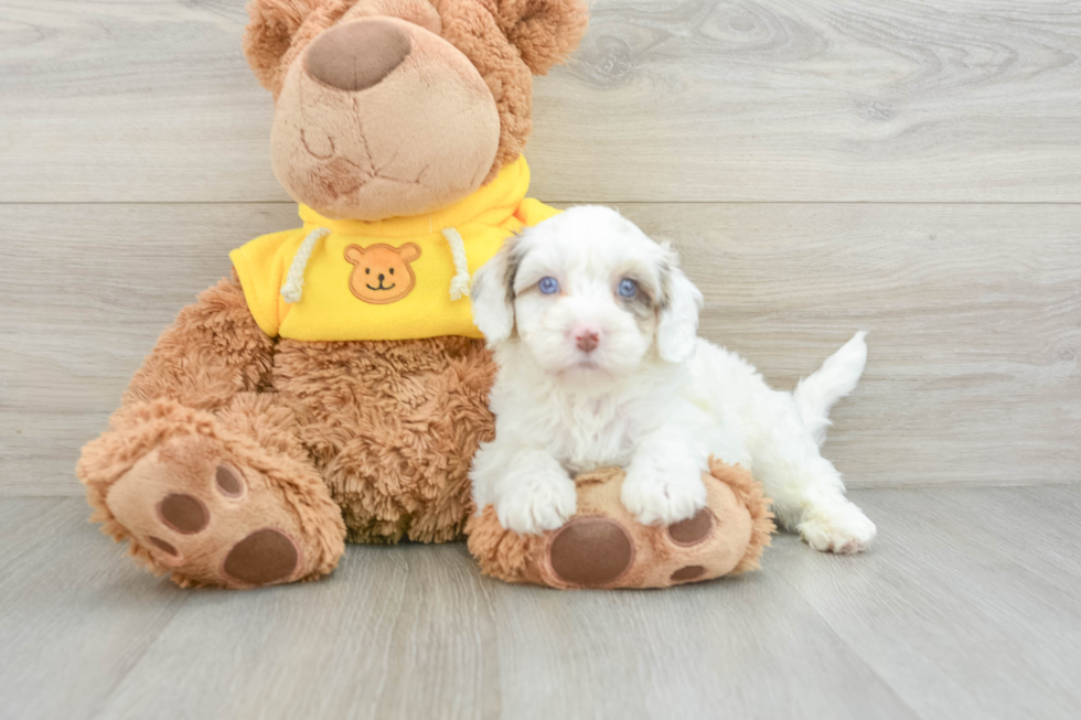 Petite Cavapoo Poodle Mix Pup