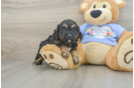 Cavapoo Puppy for Adoption