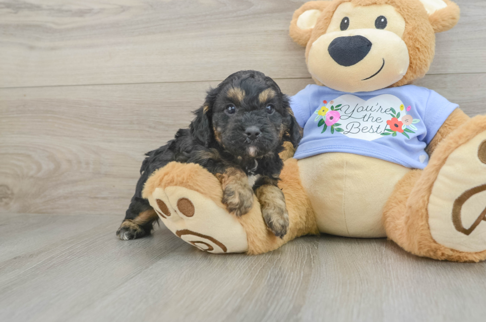 5 week old Cavapoo Puppy For Sale - Premier Pups