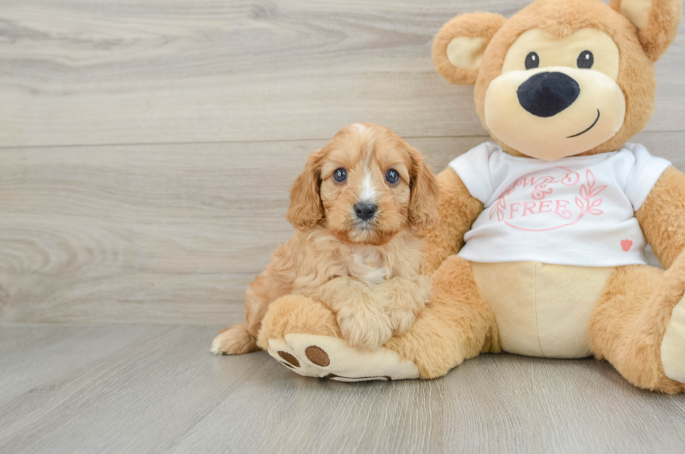 5 week old Cavapoo Puppy For Sale - Premier Pups