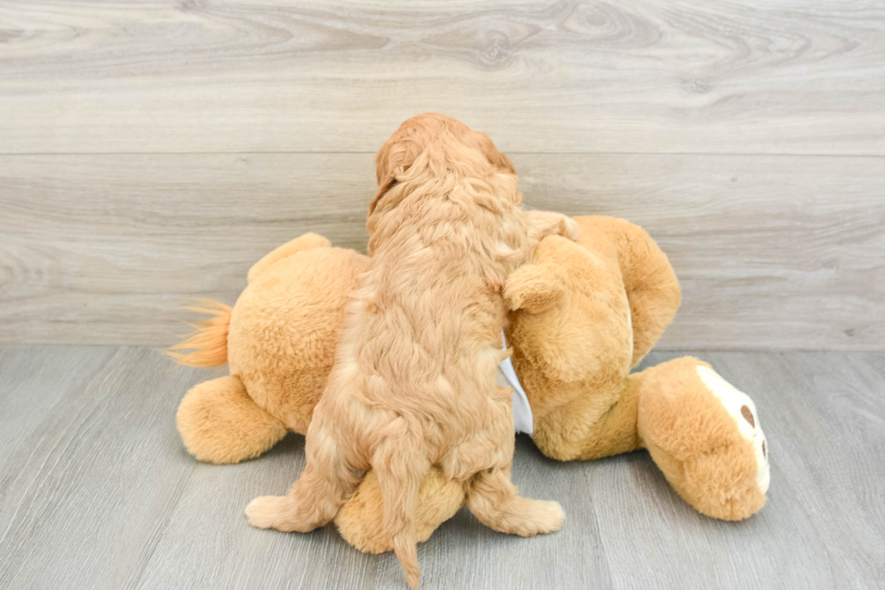 Cavapoo Pup Being Cute