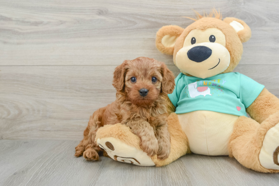 Cavapoo Puppy for Adoption