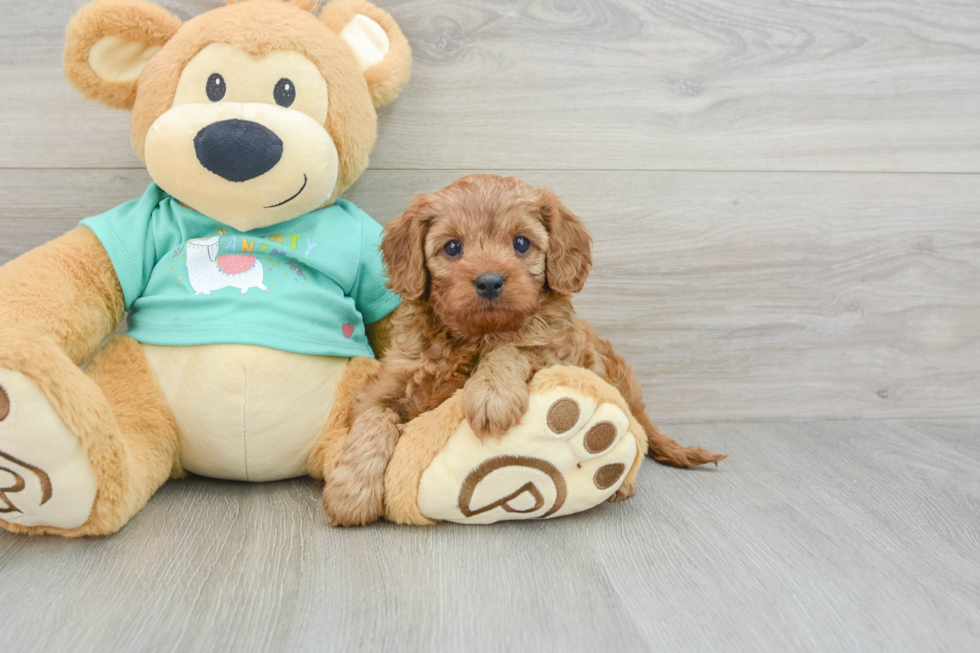 Popular Cavapoo Poodle Mix Pup