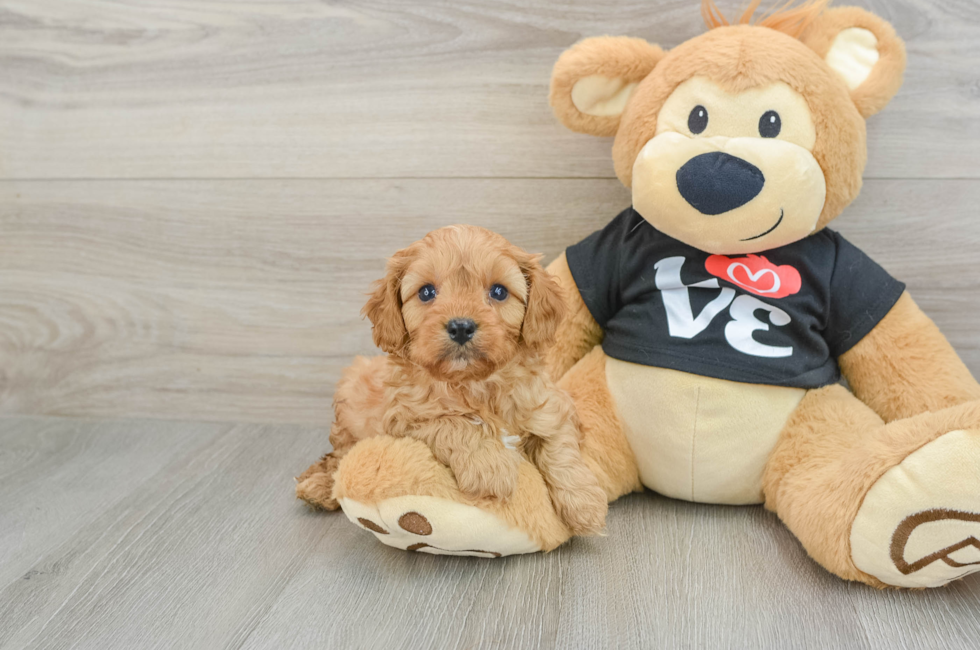 5 week old Cavapoo Puppy For Sale - Premier Pups