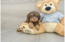 Little Cavipoo Poodle Mix Puppy