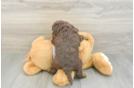 Popular Cavapoo Poodle Mix Pup