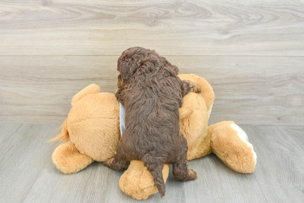 Popular Cavapoo Poodle Mix Pup