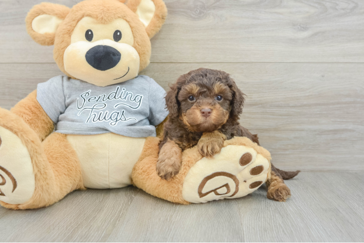 Happy Cavapoo Baby