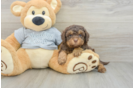 Happy Cavapoo Baby