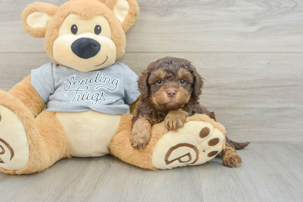 Happy Cavapoo Baby