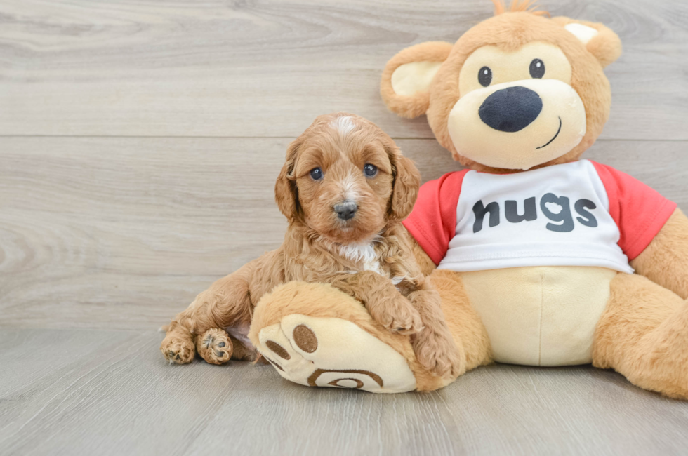 6 week old Cavapoo Puppy For Sale - Premier Pups