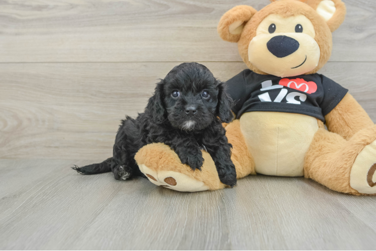 Cavapoo Pup Being Cute