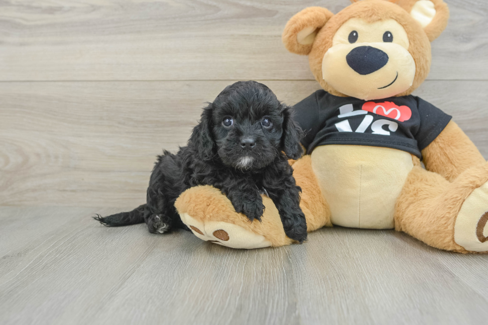 Cavapoo Pup Being Cute