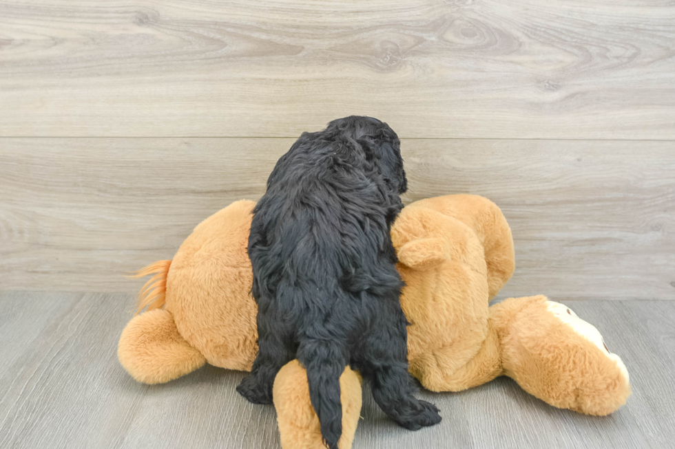 Best Cavapoo Baby