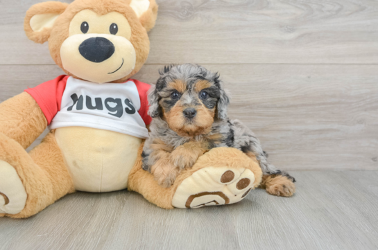 Sweet Cavapoo Baby