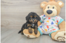 Smart Cavapoo Poodle Mix Pup