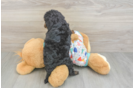 Cavapoo Puppy for Adoption