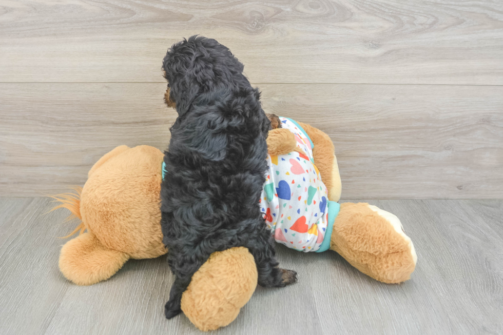 Cavapoo Puppy for Adoption