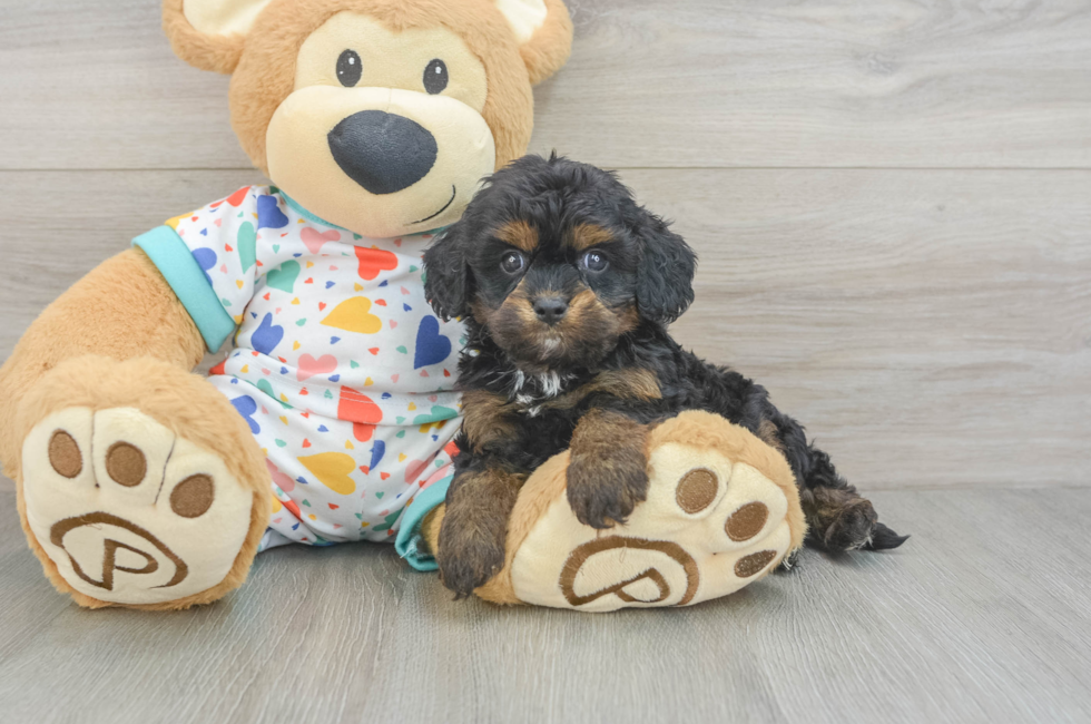 6 week old Cavapoo Puppy For Sale - Premier Pups
