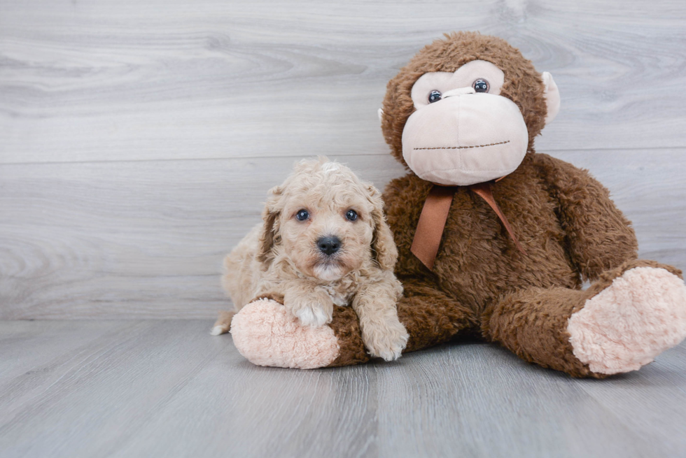 Best Cavapoo Baby